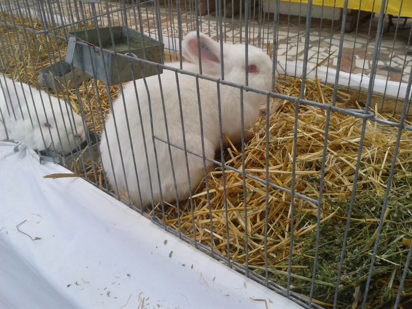 Fotografie0095 - 22---targ sannicolau mare 02 09 2017