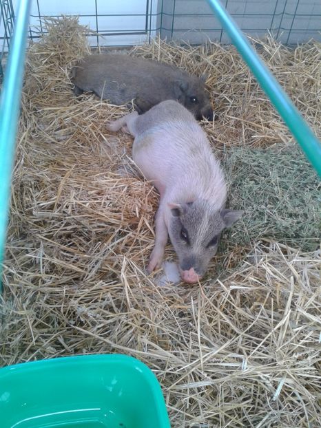 Fotografie0098 - 22---targ sannicolau mare 02 09 2017