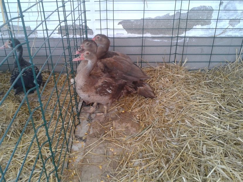 Fotografie0099 - 22---targ sannicolau mare 02 09 2017