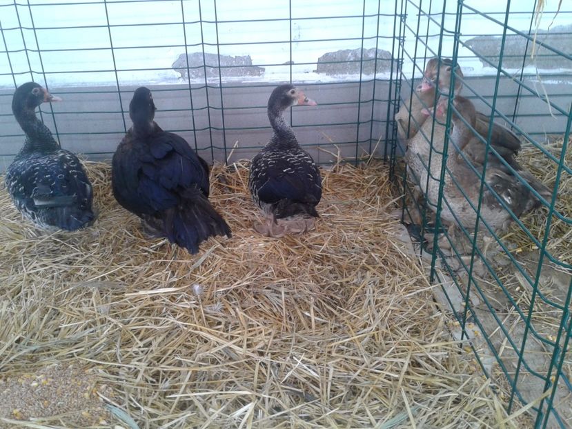 Fotografie0100 - 22---targ sannicolau mare 02 09 2017