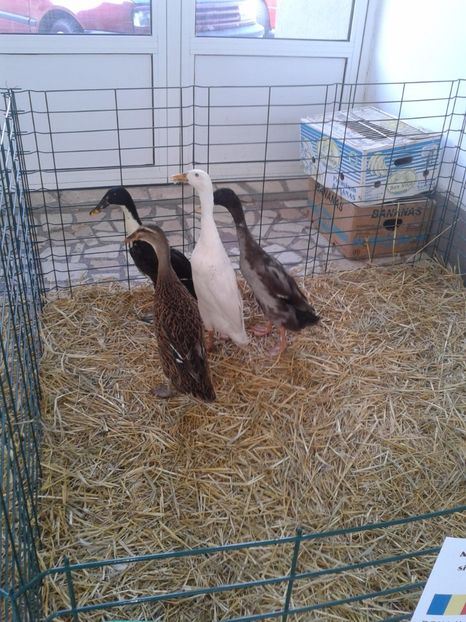 Fotografie0101 - 22---targ sannicolau mare 02 09 2017