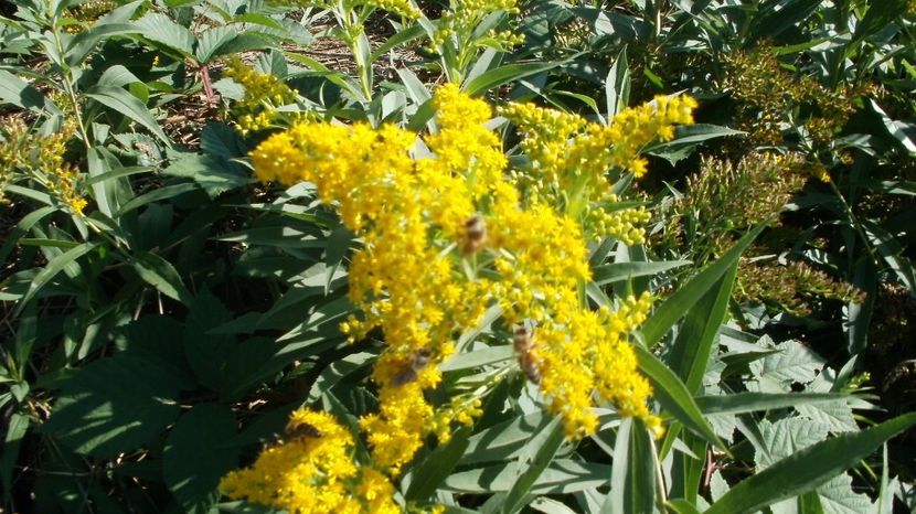 Solidago sau Splinuta - Arbori si plante melifere