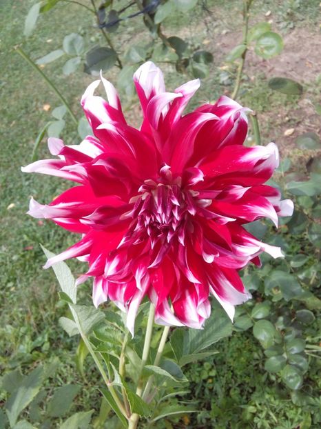  - AAAA_DALII 2015_2017_2018_2019_2020_2023