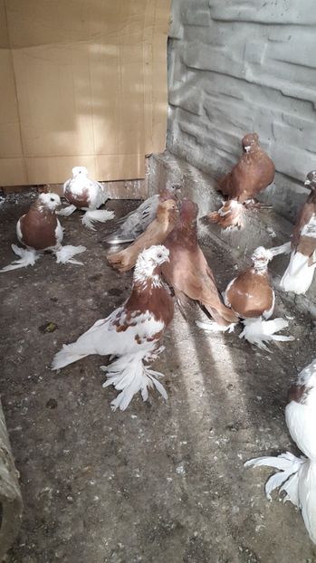  - JUCATOR UZBEKISTAN