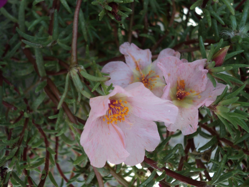 portulaca - Vara