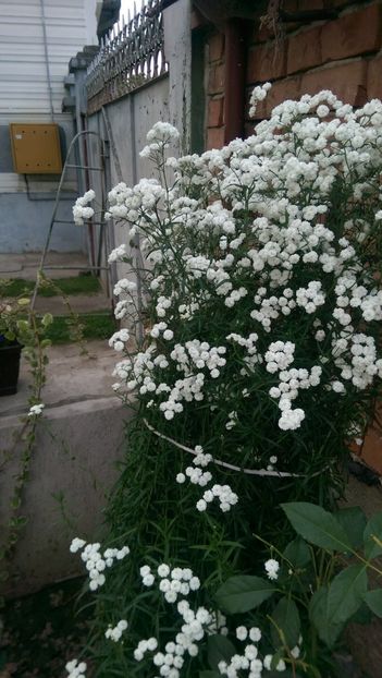  - Flori 2017