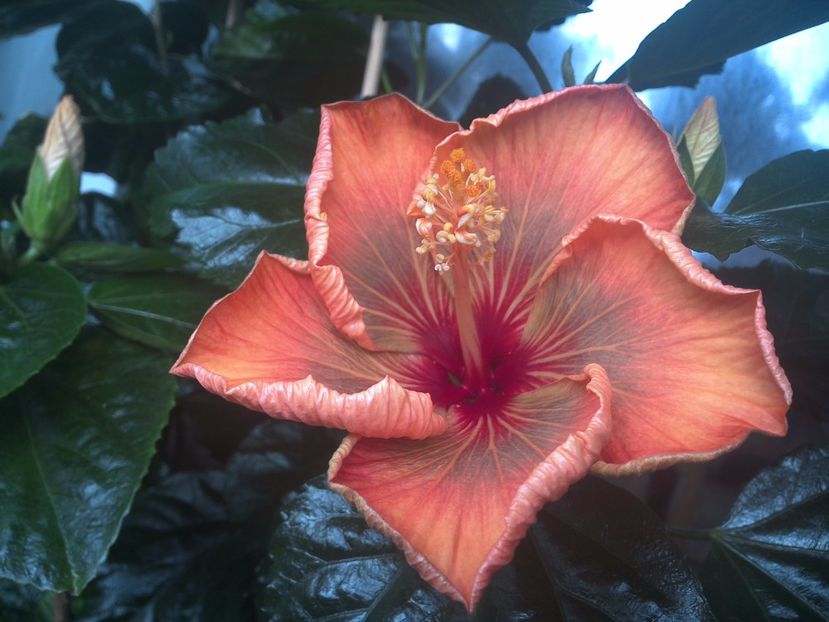 WIN_20170906_094612 - Allen Sue