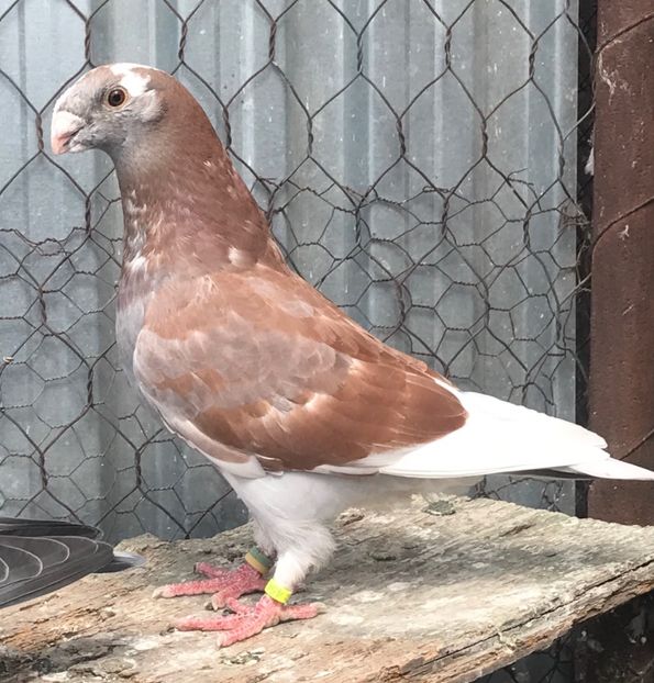 Vandut Braila - DE Vânzare 50-200 lei