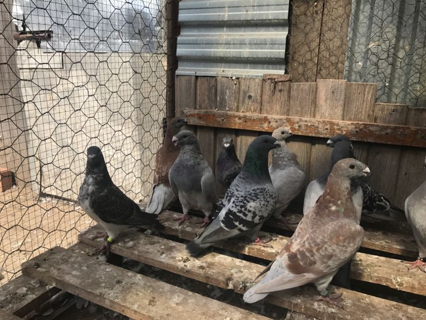  - DE Vânzare 50-200 lei