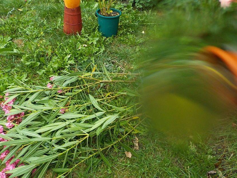 a picurat pe aparat - Flori in furtuni 2016
