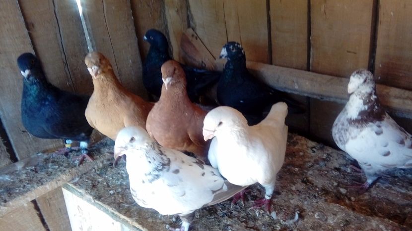  - Porumbei americani