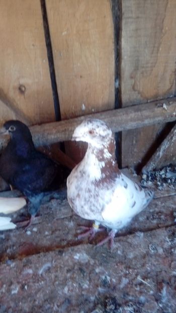  - Porumbei americani