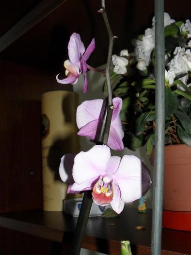 orhidee 1 - orhidee