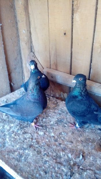  - Porumbei americani