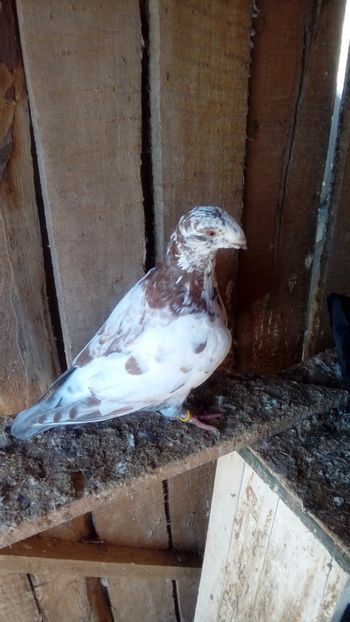  - Porumbei americani