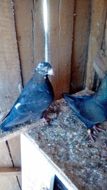  - Porumbei americani