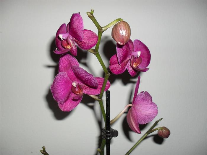 orhidee 3 - orhidee