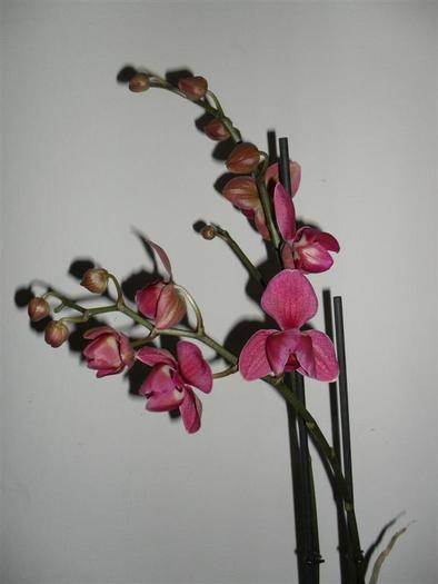 orhidee 5