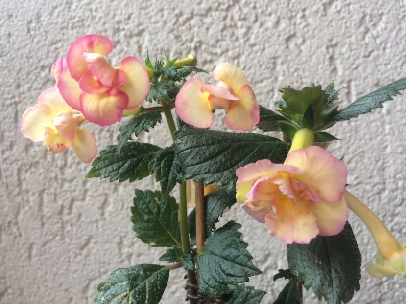 Limoncello &Yellow ER - Comparații