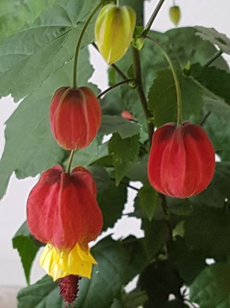 Abutilon megapotamicum - Abutilon