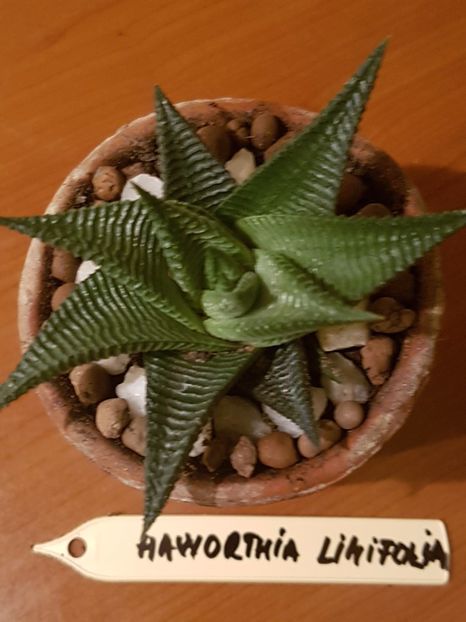 Haworthia limifolia - Cactusi si plante suculente 2017-2018-2019
