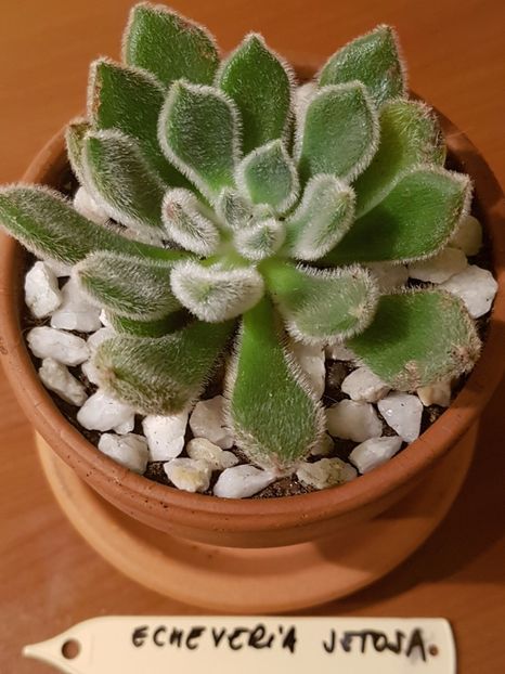 Echeveria setosa - Echeveria