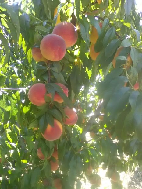  - Prima recolta 2013