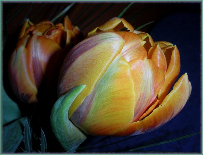 1725134740l - flori