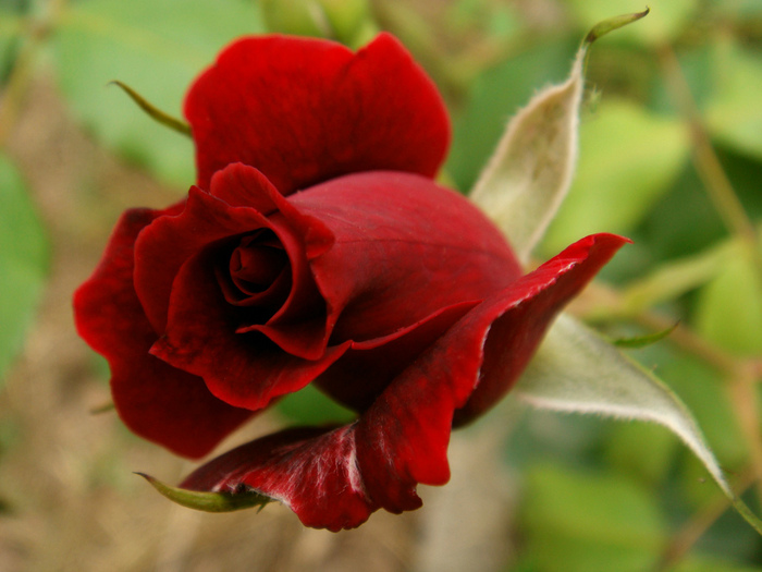 3670782878_cde90f7fa8_b - flori