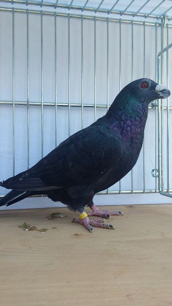 M 2017 - dragoon2017