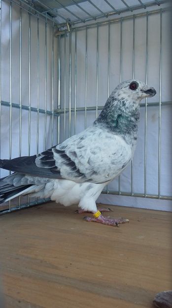 F 2017 - dragoon2017