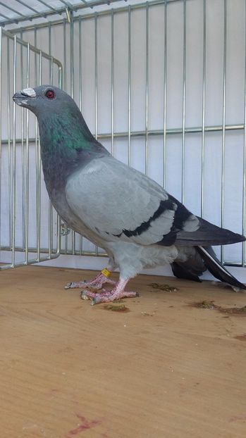 F 2017 - dragoon2017