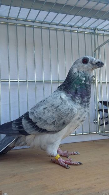 F 2017 - dragoon2017