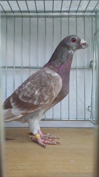 M 2017 - dragoon2017