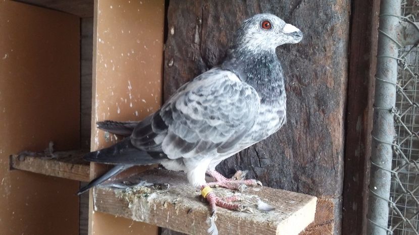 M 2017 - dragoon2017