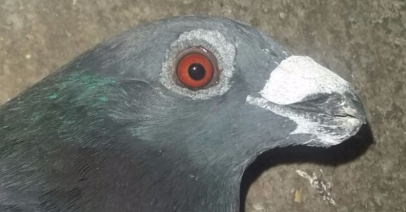 2017-09-04 12.31.29 - dragoon2017