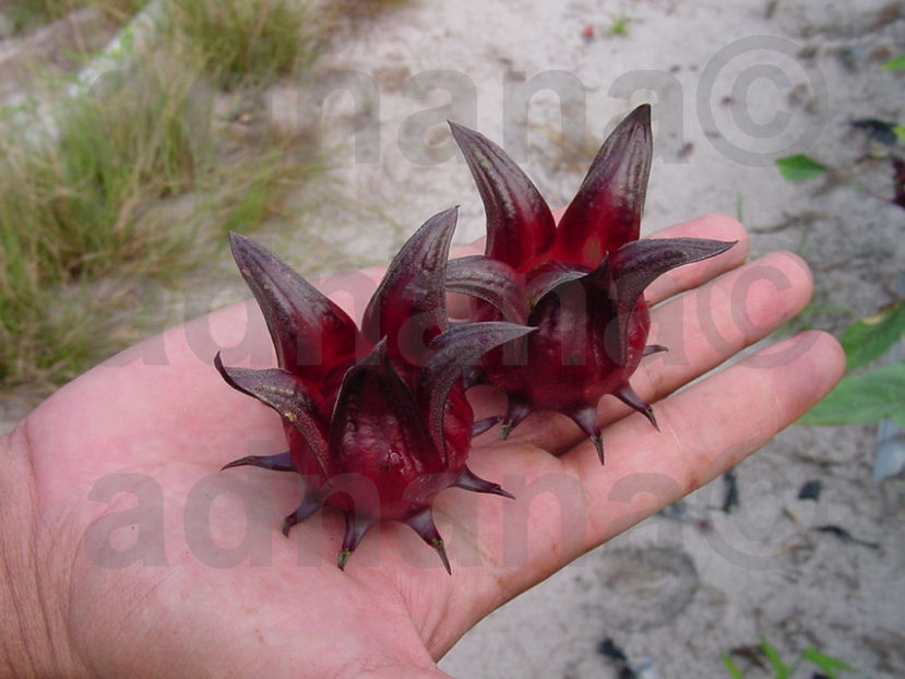  - Hibiscus sabdariffa Thai Roselle