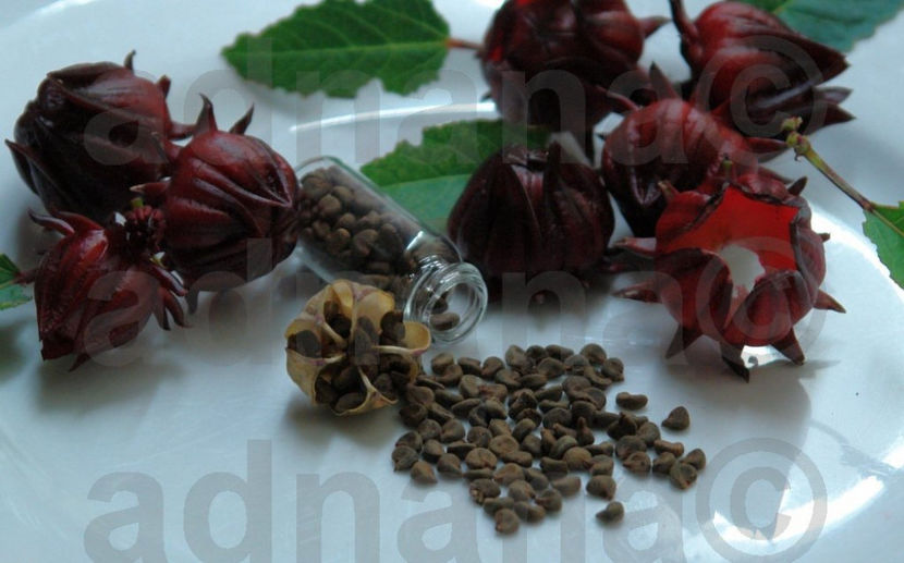  - Hibiscus sabdariffa Thai Roselle