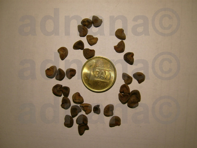  - Hibiscus sabdariffa Thai Roselle