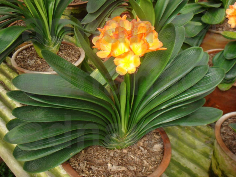  - Clivia miniata