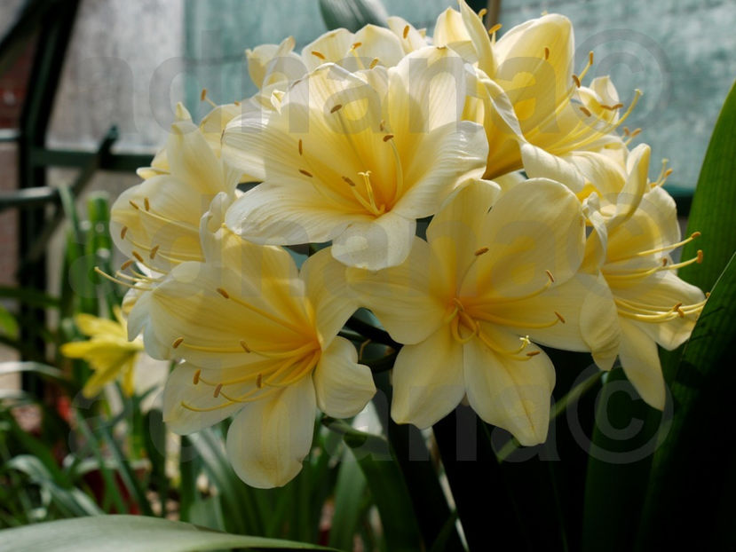  - Clivia miniata