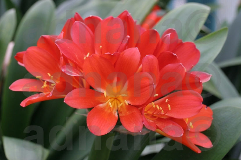  - Clivia miniata