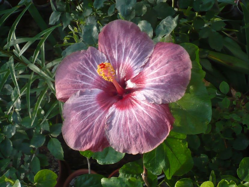 06.09.2017 - HIBISCUSI 2017-4