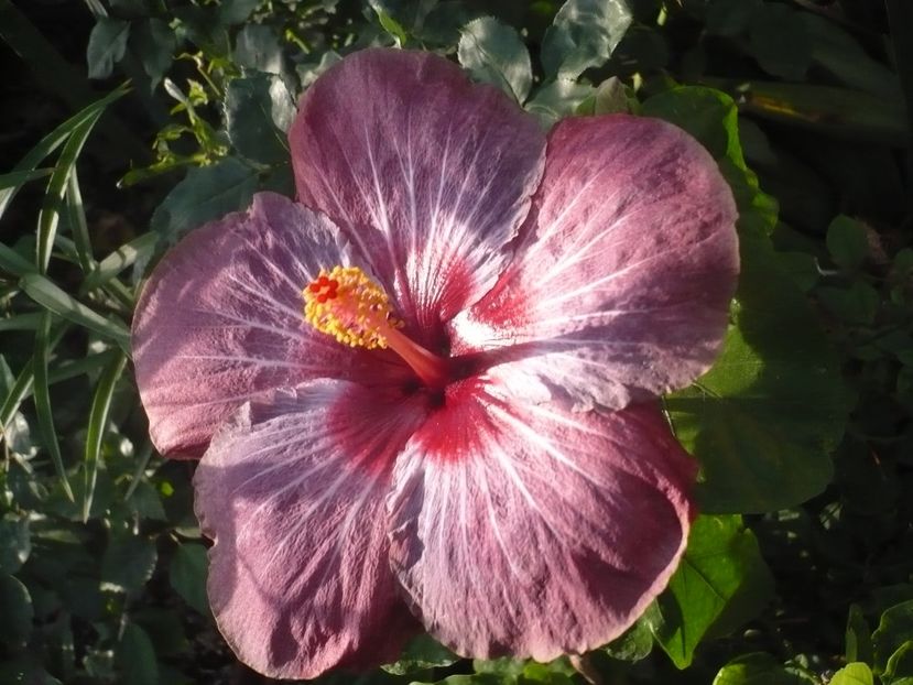 P1340803 - HIBISCUSI 2017-4