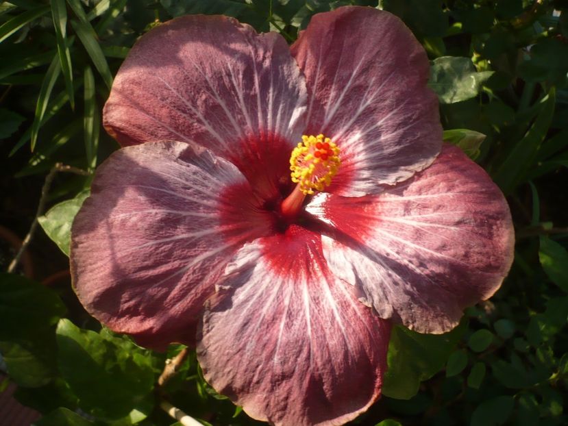 P1340804 - HIBISCUSI 2017-4