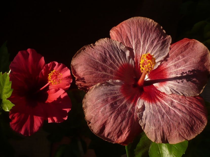 P1340806 - HIBISCUSI 2017-4