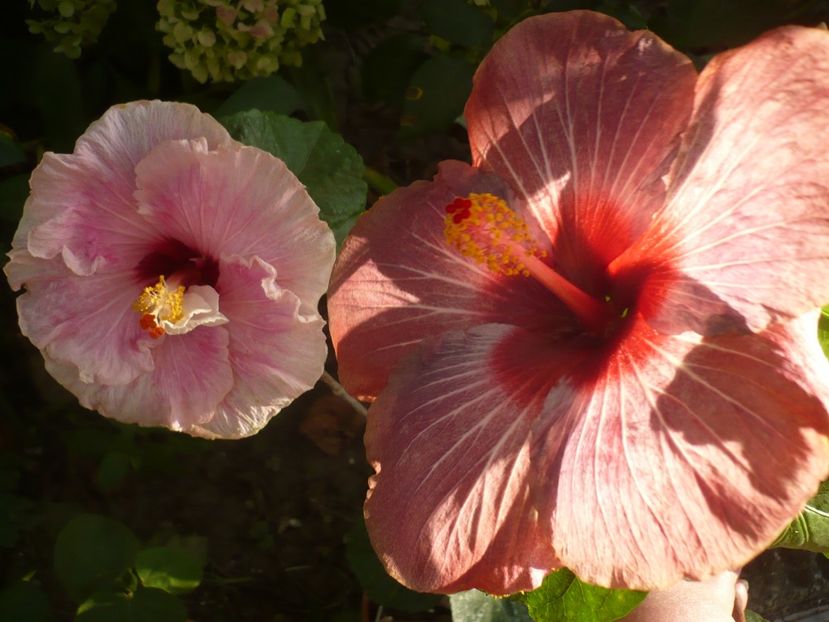 P1340808 - HIBISCUSI 2017-4