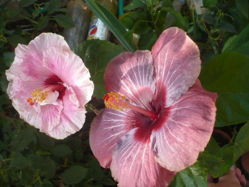 P1340809 - HIBISCUSI 2017-4