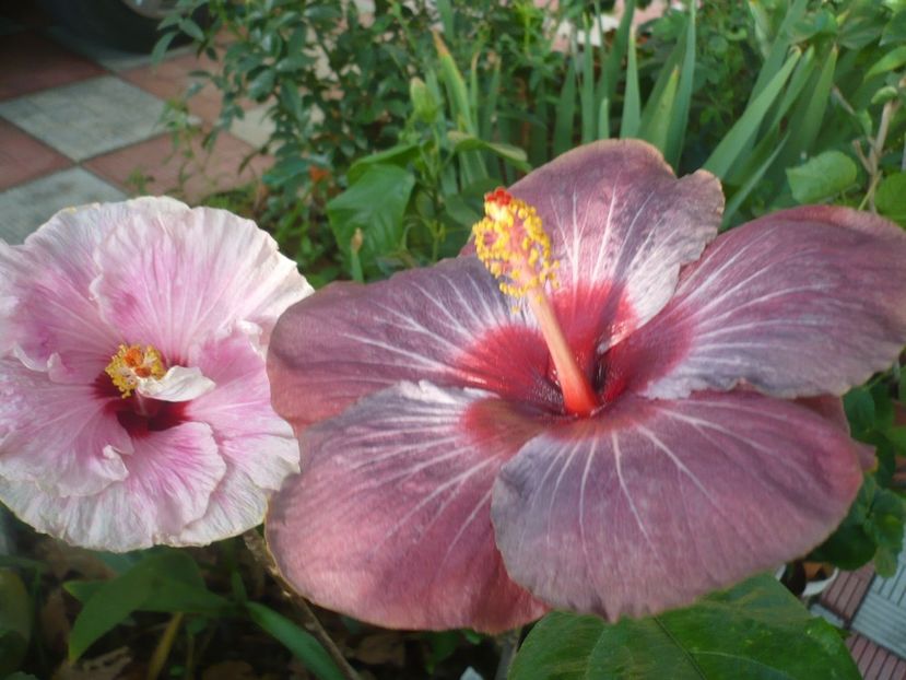 P1340811 - HIBISCUSI 2017-4