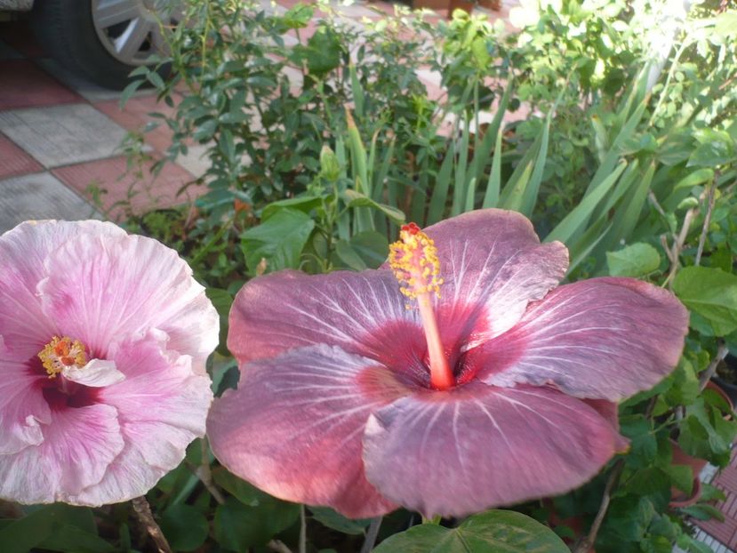 P1340813 - HIBISCUSI 2017-4